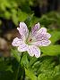 Geranium versicolor
